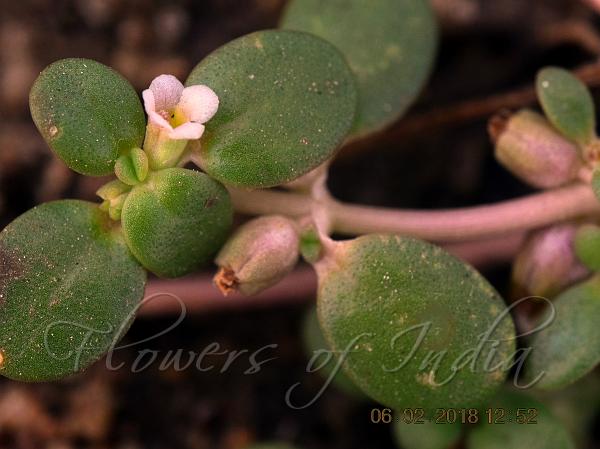 Marsh Peplidium